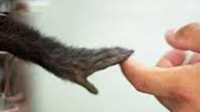 stop vivisection eliminare sperimenti animali 