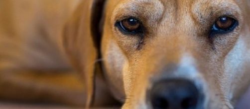 Stark message for owners leaving dogs in cars  