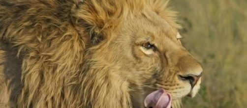 Le&oacute;n sudafricano. Fuente: pixabay.com