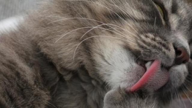 Gatto che si lecca la zampa