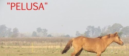 Pelusa una de las rescatadas, corre por el campo