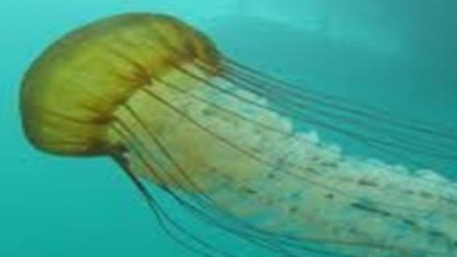 Come affrontare la "carezza" di una medusa