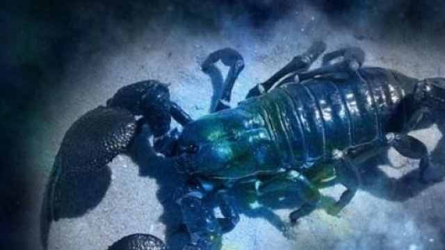 Oroscopo di luglio 2015 Scorpione