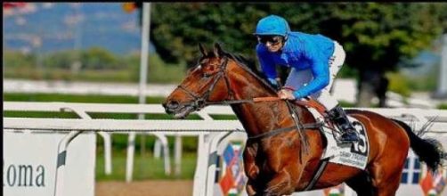 Dettori riding for Godolphin