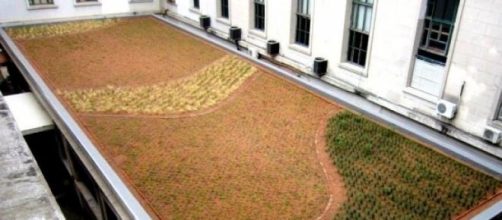 Techo verde en la Facultad de Derecho de la UBA