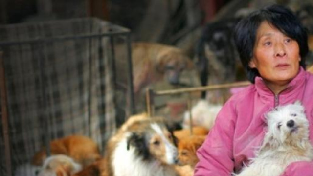 L'insegnante cinese con i cani che ha salvato