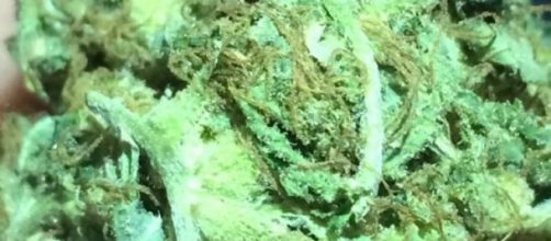 Mariguana incautada por autoridades ticas