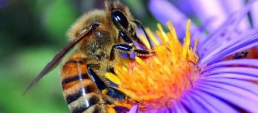 La flor acepta, la abeja sufre siniestra.