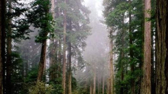 albero cade e travolge un giovane di 26 anni