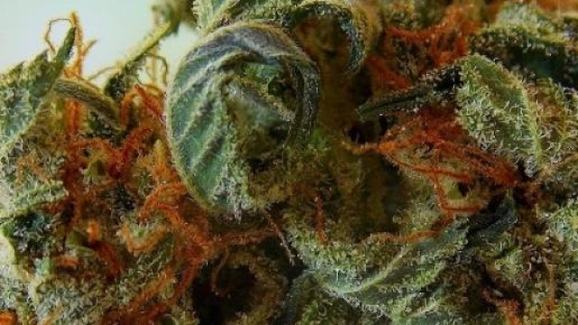 Cannabis legale, arriva la proposta di legge 
