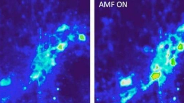 neurone a riposo (sx) e attivato dal calore (dx)