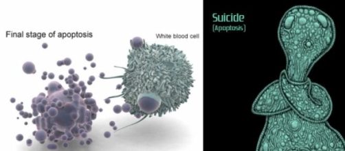 Registran la muerte de una c&eacute;lula humana 