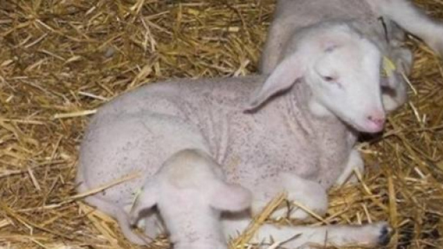 Rubis geneticamente modificata con DNA di medusa