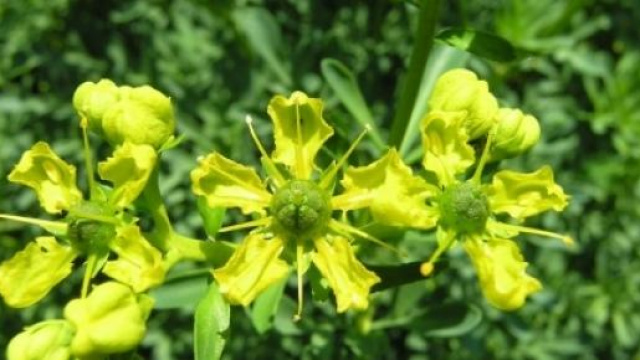 Ruta comune per combattere tumore al cervello