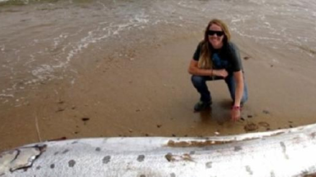 California: ritrovato impressionante mostro marino