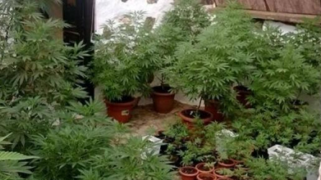 Alcune piante di marijuana