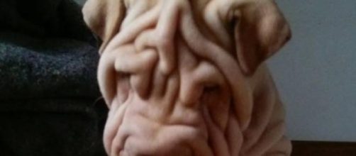 Por mas lindos que sean, tienen que aprender igual