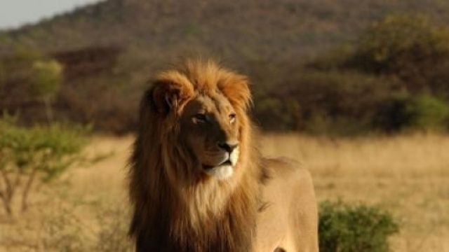 Leonessa stronca una vita durante il safari