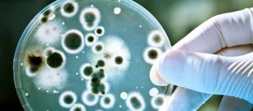 4 steps in beating Candida