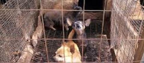 Miles de perros esperan su muerte en China