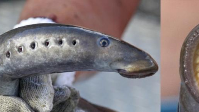 un esemplare di lampreda artica