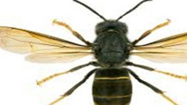 Vespa Velutina o Calabrone Killer