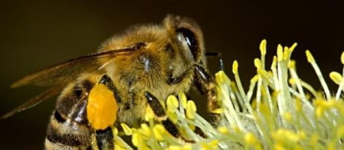 Fazendas aceitam volunt&aacute;rios e oferecem estadia