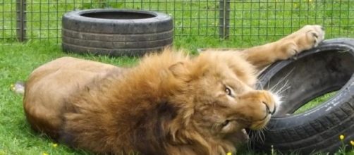 Tsavo, one of Thomas Chipperfield's lions.