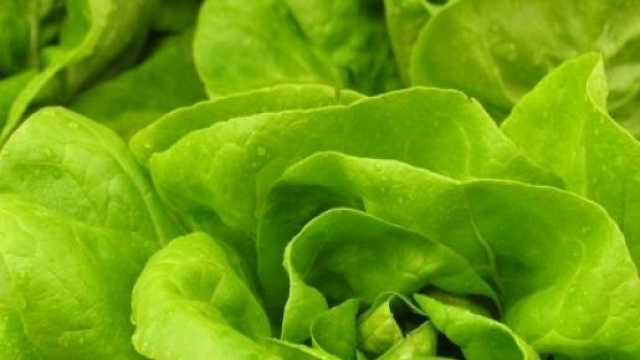 La lattuga, ingrediente della ricetta di oggi