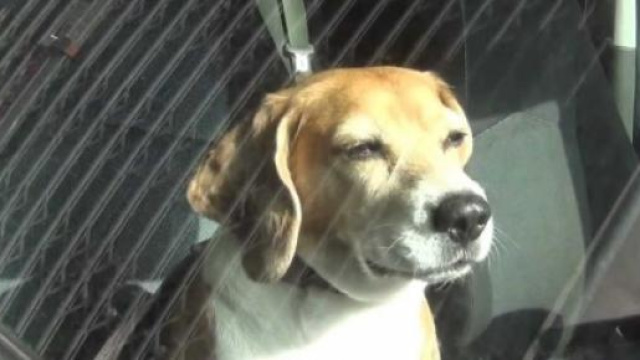 Cane abbandonato in auto, salvato da carabiniere