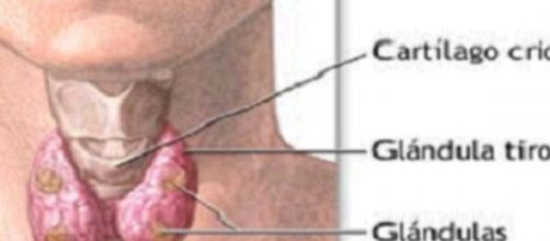 Ley de Hipoparatiroidismo