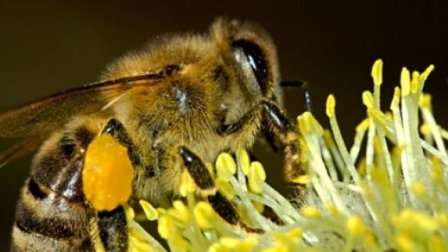 Autostrada delle api per scongiurarne estinzione
