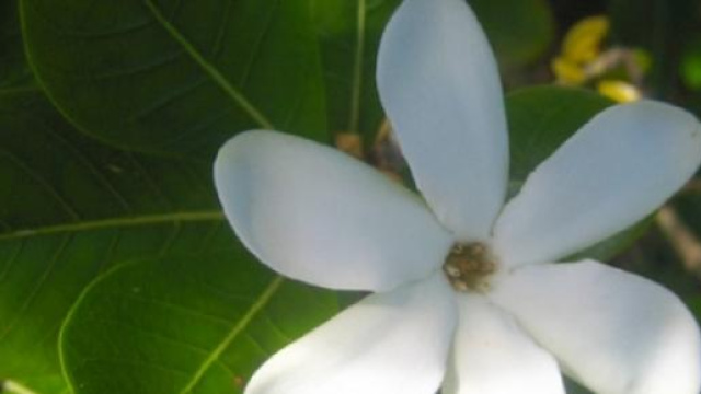 Il profumatissimo fiore di tiar&eacute;.