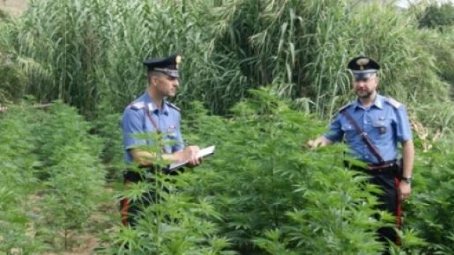 Piantagione di marijuana in un terreno del demanio
