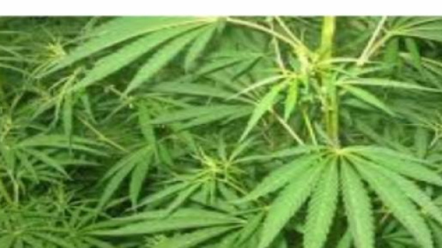 Cannabis, forse diventer&agrave; legale in Italia