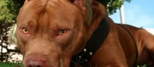 El pitbull es considerado una raza peligrosa