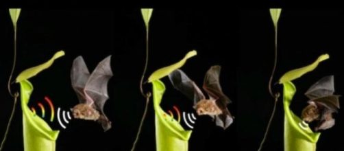 La planta toma la forma de 'jarra'