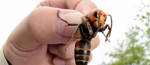 Vespa Velutina vista en el Alt Empord&agrave;