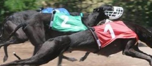 Los galgos son explotados hasta la muerte