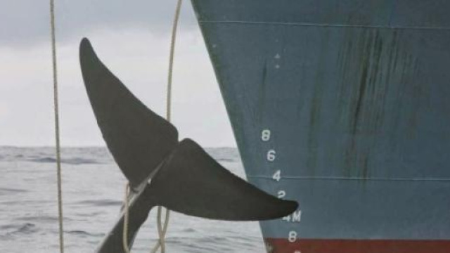 Islanda riapre caccia alle balene