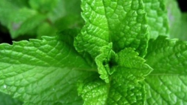 Menta e citronella ottimi repellenti anti zanzare