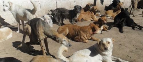 Ayudemos al refugio de Lujan 
