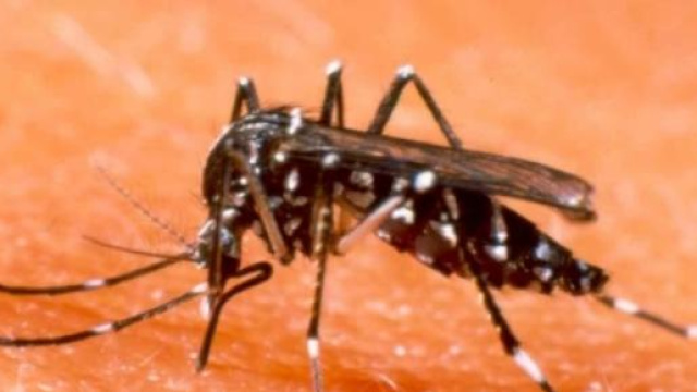 le zanzare non si possono sconfiggere