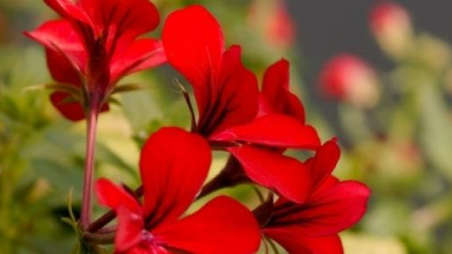 I gerani aiutano a tenere lontane le zanzare