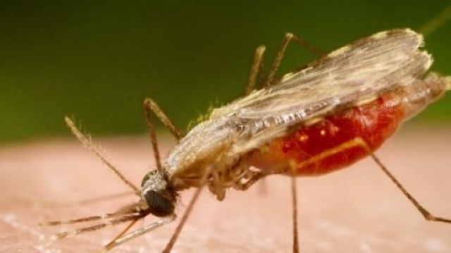 Le zanzare del tipo Anopheles causano la malaria