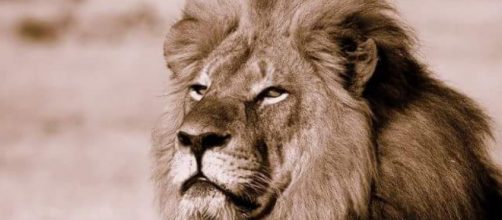 Este es el querido le&oacute;n Cecil.