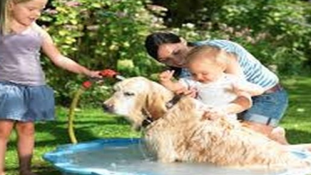 cani in famiglia, una gioia per tutti