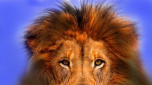 Cecil il leone ucciso, da un folle.