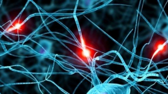 Immagine del cervello umano