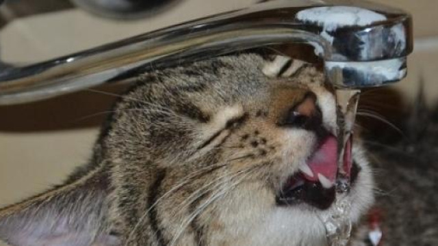 Emergenza caldo: difendere i nostri amici 4 zampe